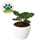 Calathea 'Makoyana' – view 10