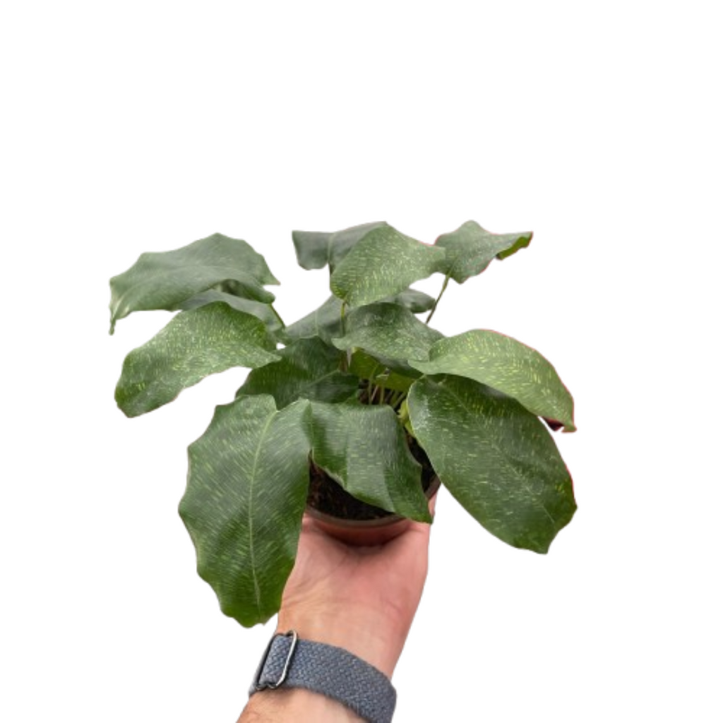 Calathea 'Musaica' Live Plant