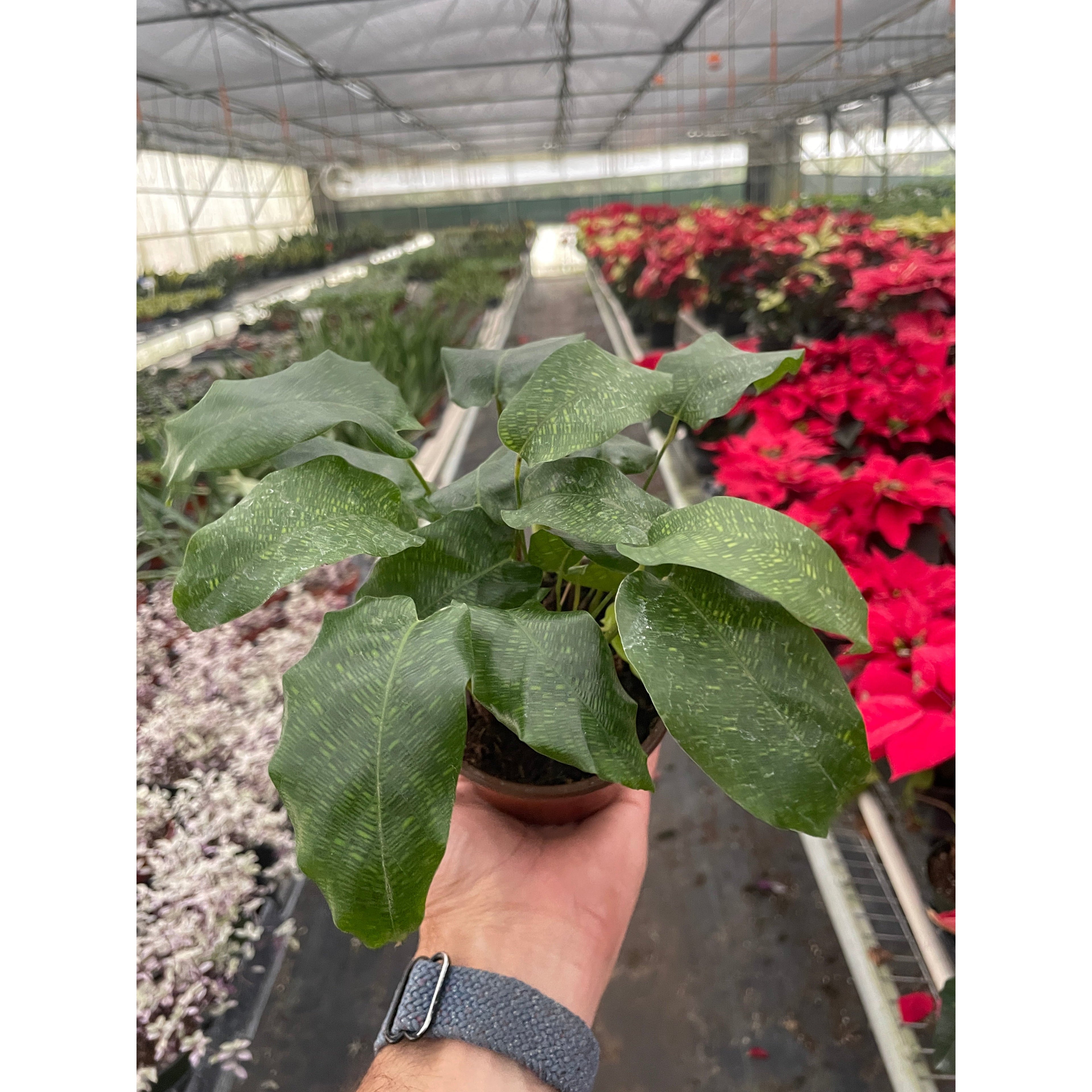 Calathea 'Musaica' Live Plant