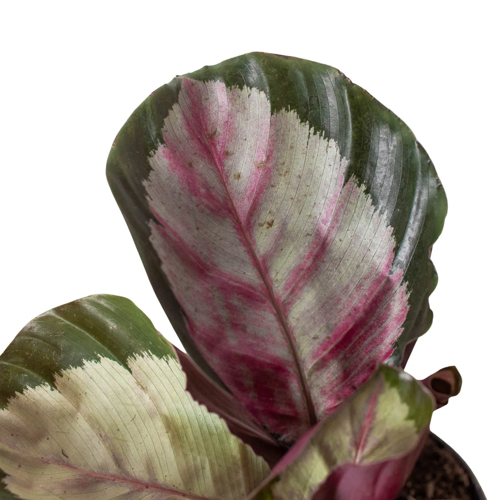 Calathea roseopicta 'Silvia' – view 2