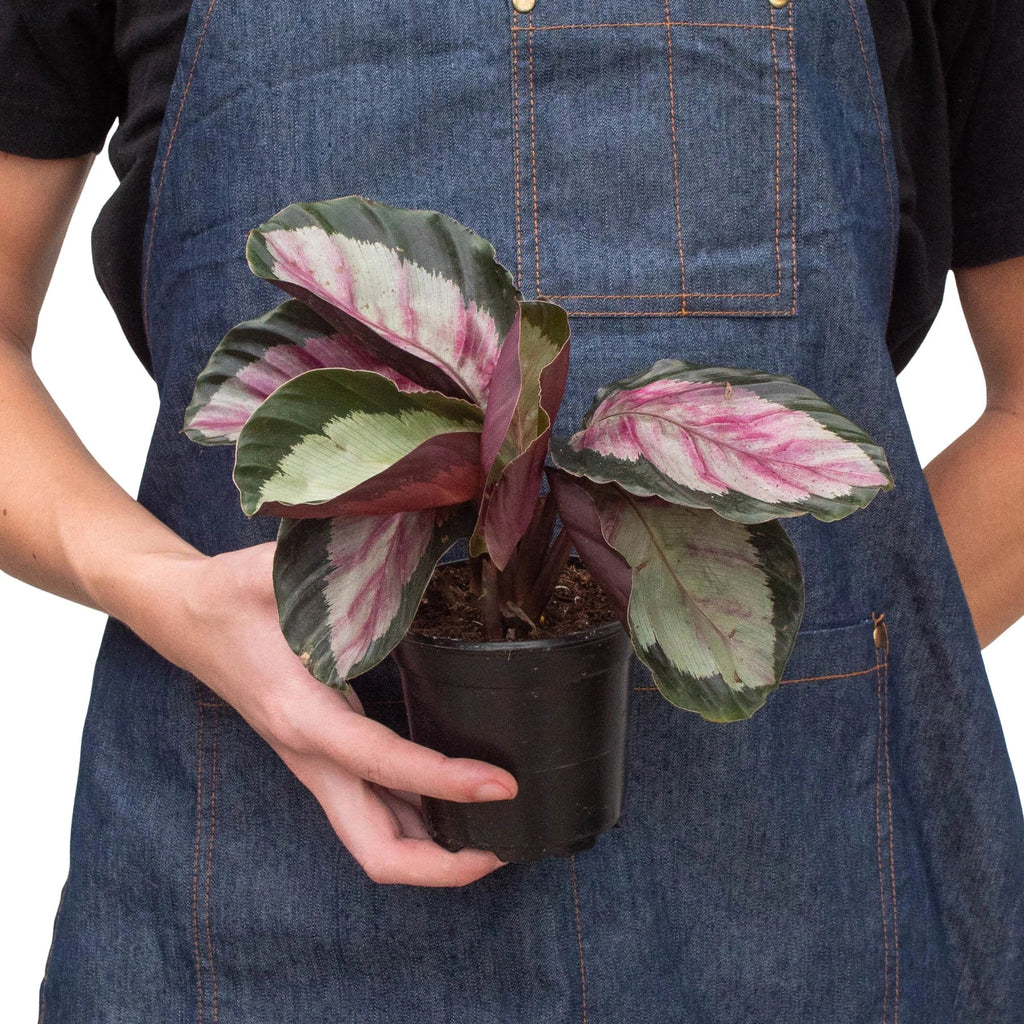 Calathea roseopicta 'Silvia' – view 3