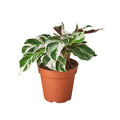 Calathea 'White Fusion' Live Plant – 4" Nursery Pot