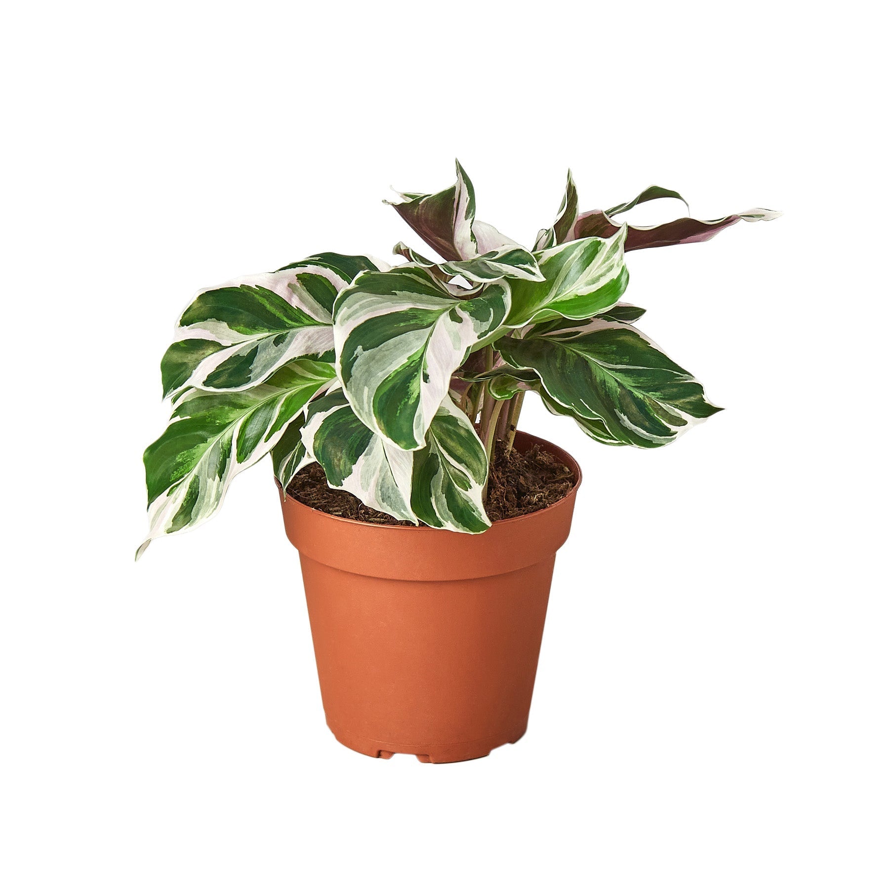Calathea 'White Fusion' Live Plant – 4" Nursery Pot