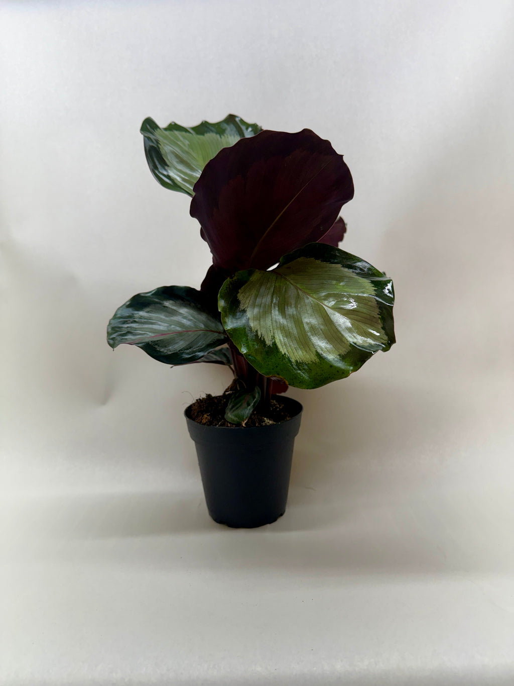 Calathea 'Northern Lights' – view 2