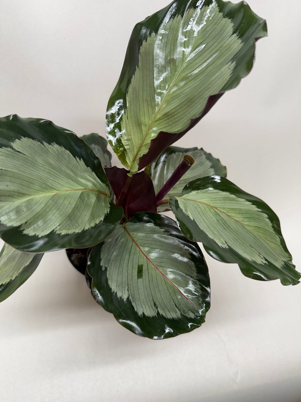 Calathea 'Northern Lights'