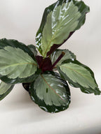Calathea 'Northern Lights'