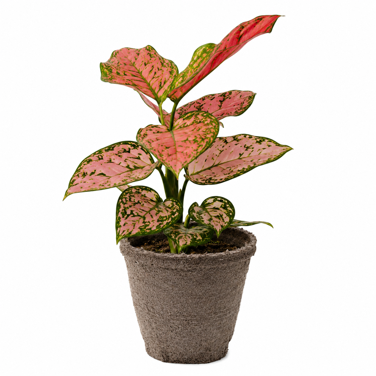 Chinese Evergreen 'Lady Valentine' – view 9