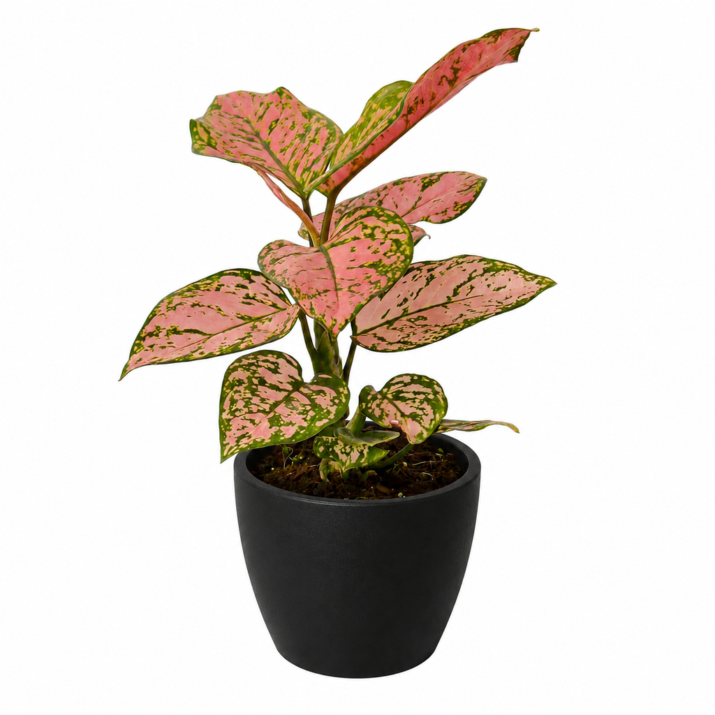 Chinese Evergreen 'Lady Valentine' – view 8