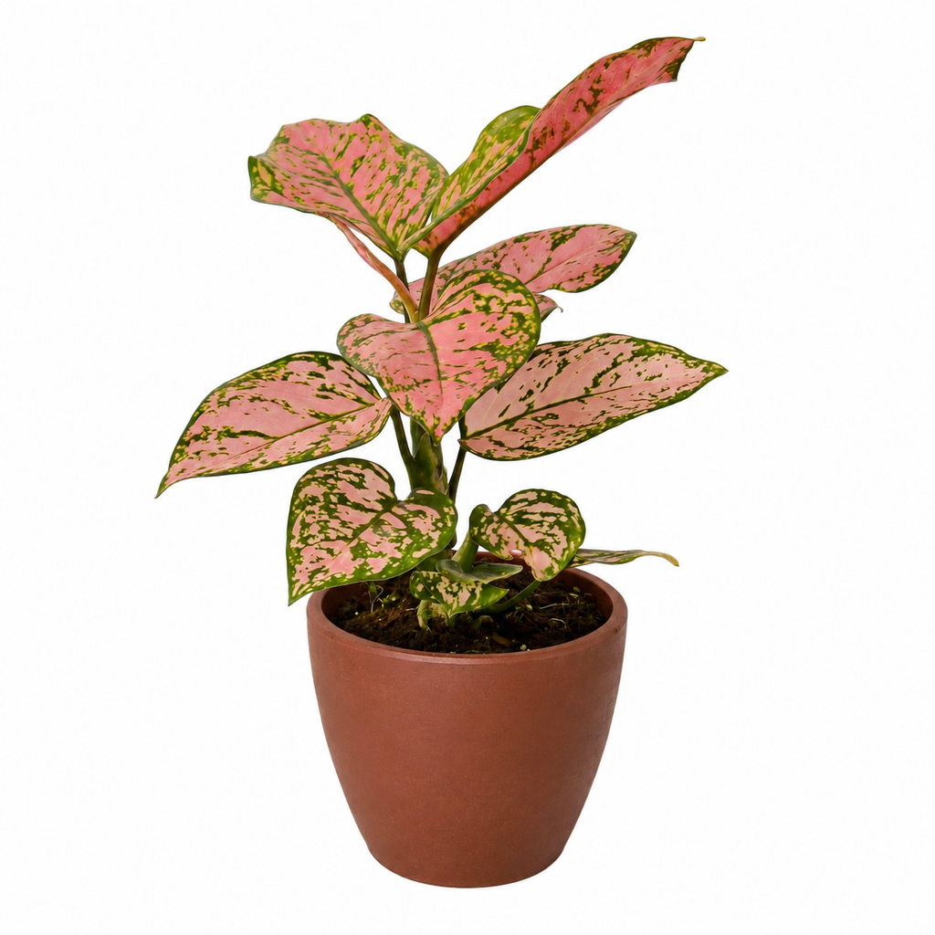 Chinese Evergreen 'Lady Valentine' – view 7
