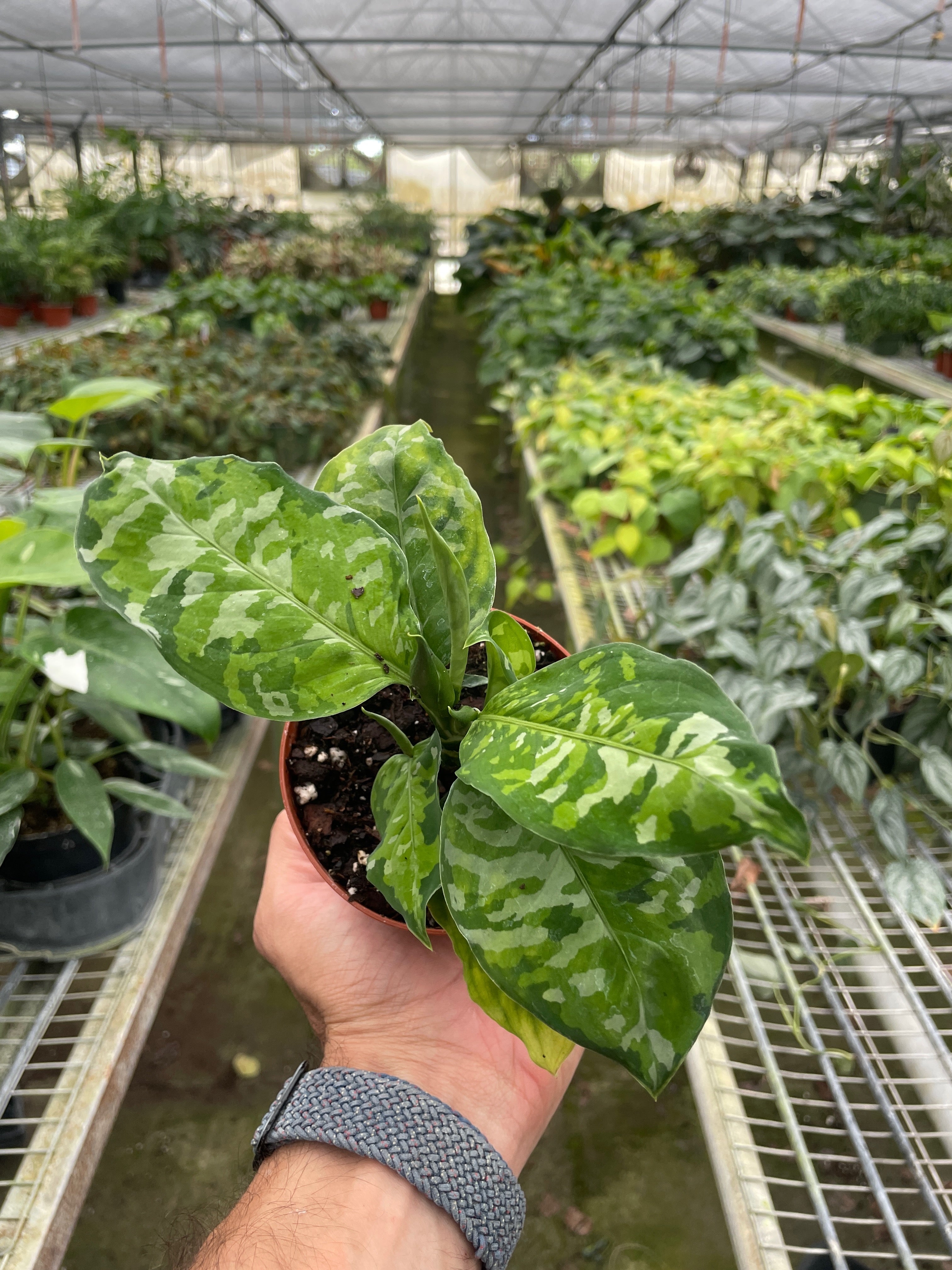 Chinese Evergreen Pictum Tricolor – view 4
