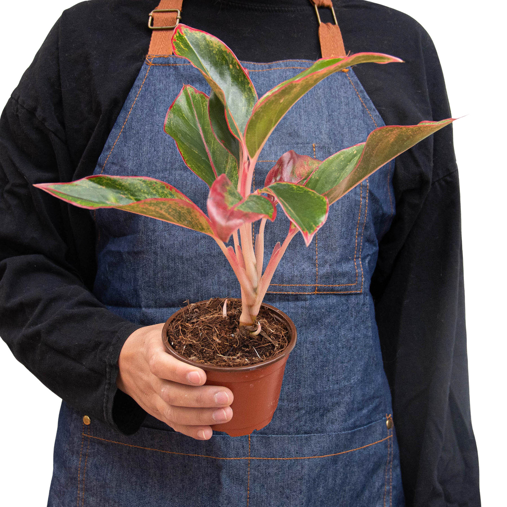 Chinese Evergreen 'Red Siam' – view 3