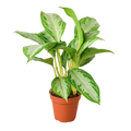 Chinese Evergreen 'Silver Bay'