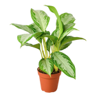 Chinese Evergreen 'Silver Bay'