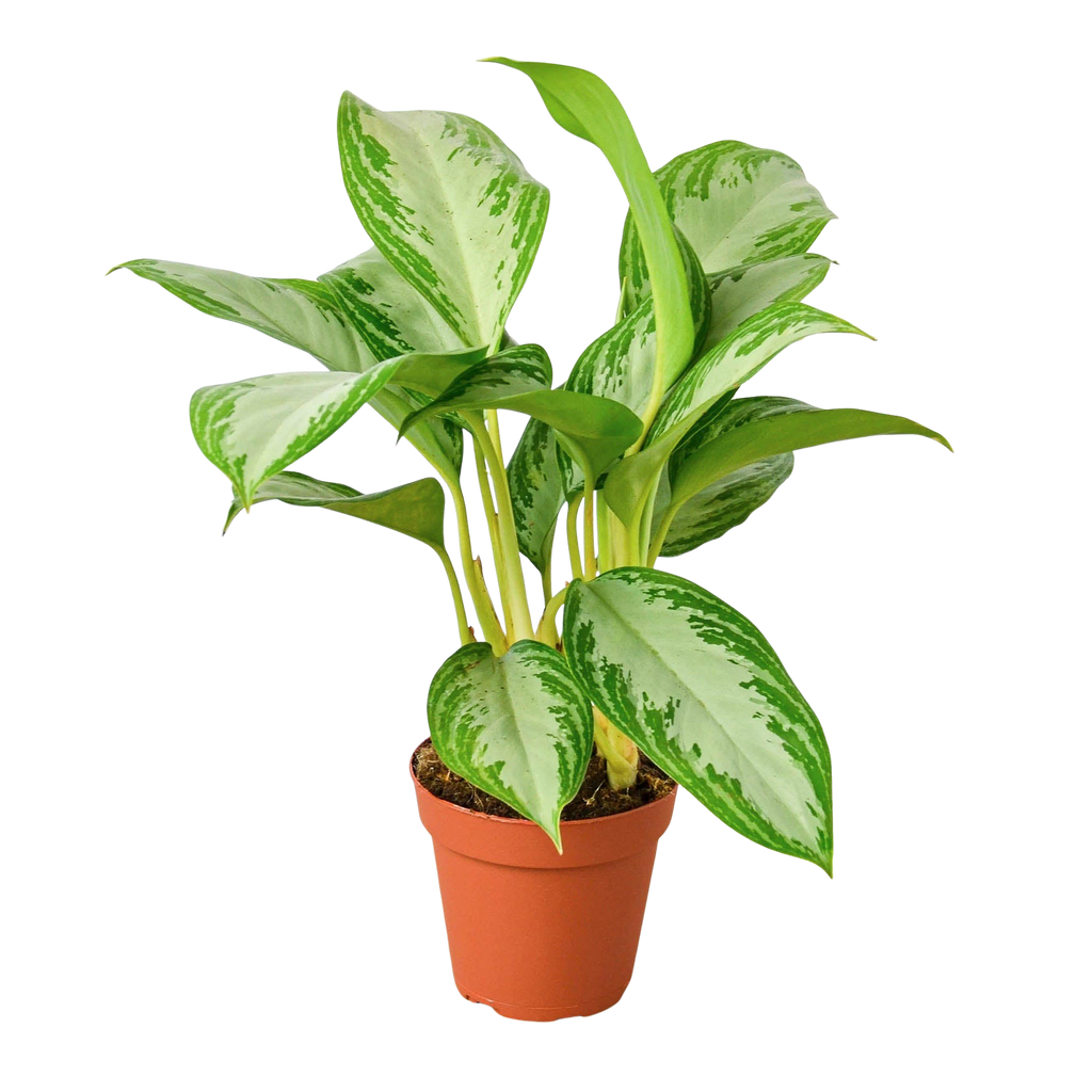 Chinese Evergreen 'Silver Bay' – view 2