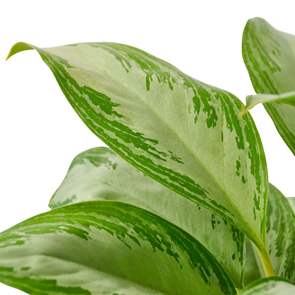 Chinese Evergreen 'Silver Bay' – view 2