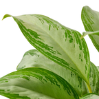 Chinese Evergreen 'Silver Bay' – view 2