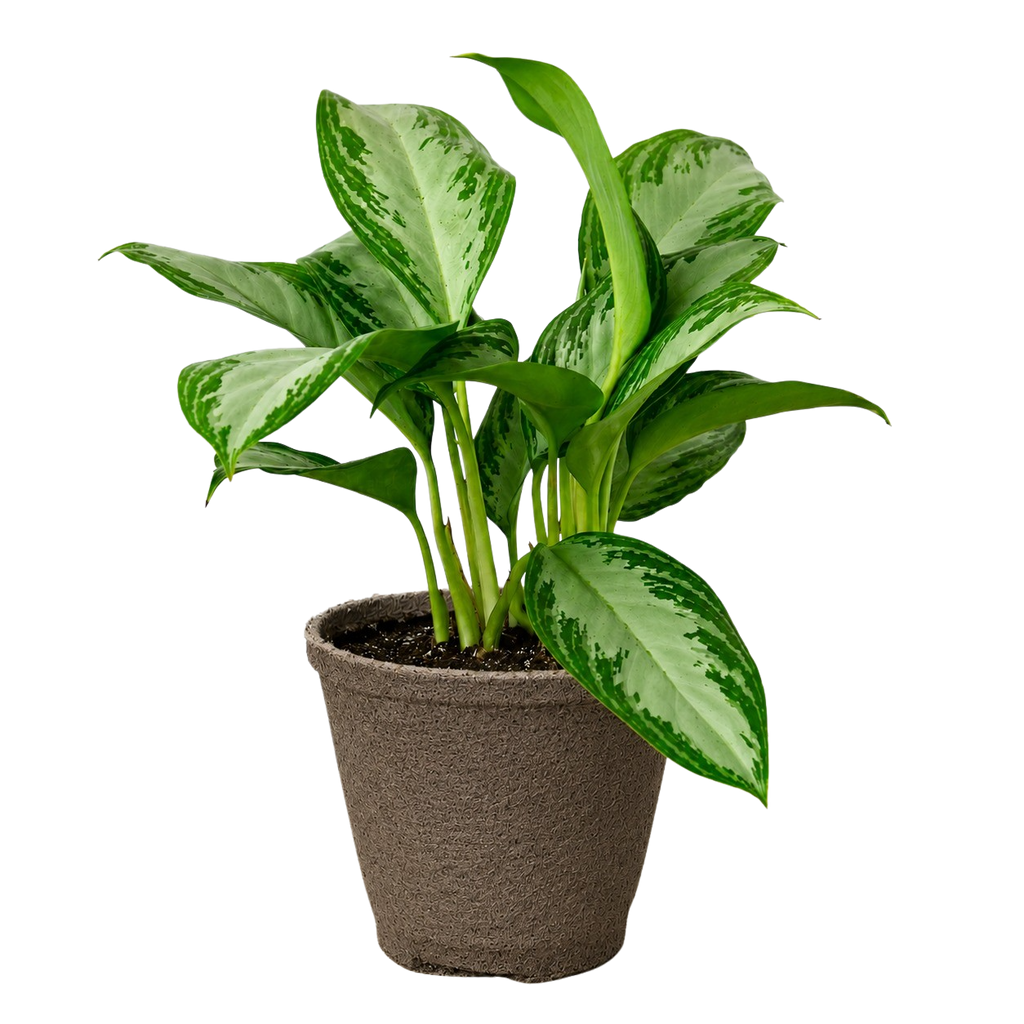 Chinese Evergreen 'Silver Bay' – view 8