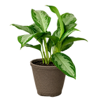 Chinese Evergreen 'Silver Bay' – view 8