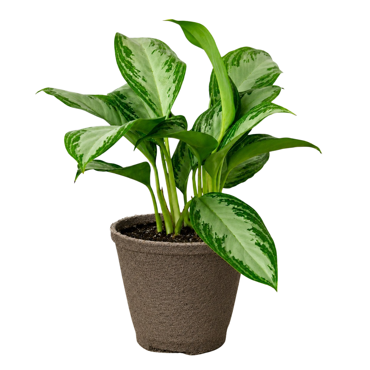 Chinese Evergreen 'Silver Bay' – view 9