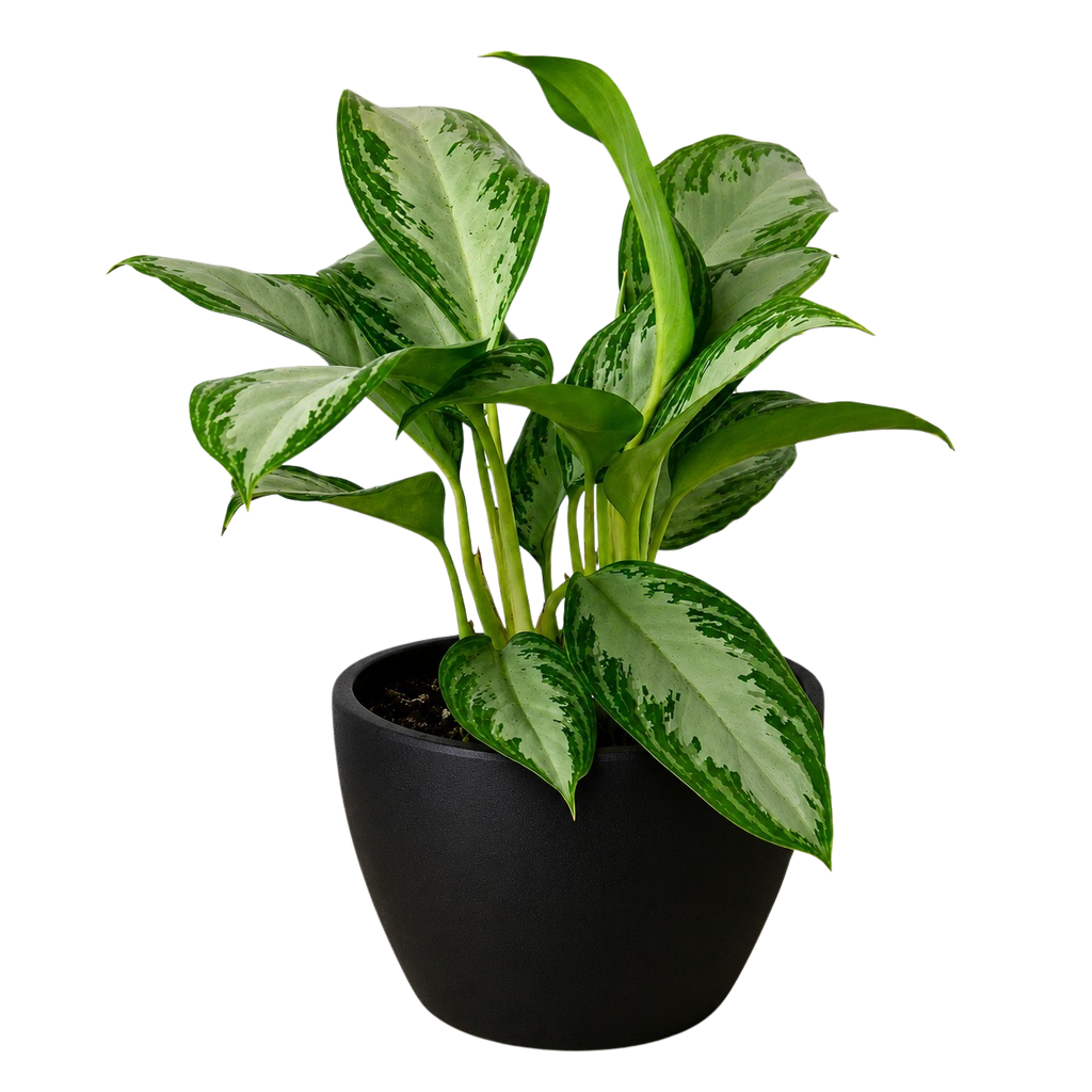 Chinese Evergreen 'Silver Bay' – view 6
