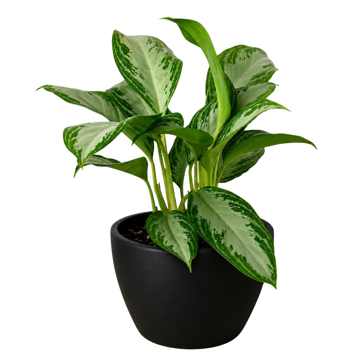 Chinese Evergreen 'Silver Bay' – view 7