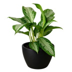 Chinese Evergreen 'Silver Bay' – view 6