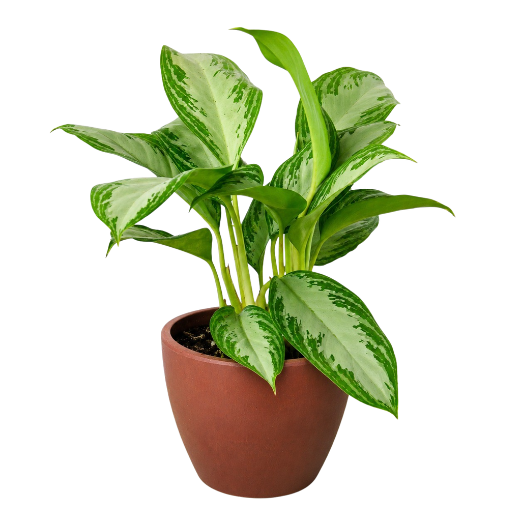 Chinese Evergreen 'Silver Bay' – view 5