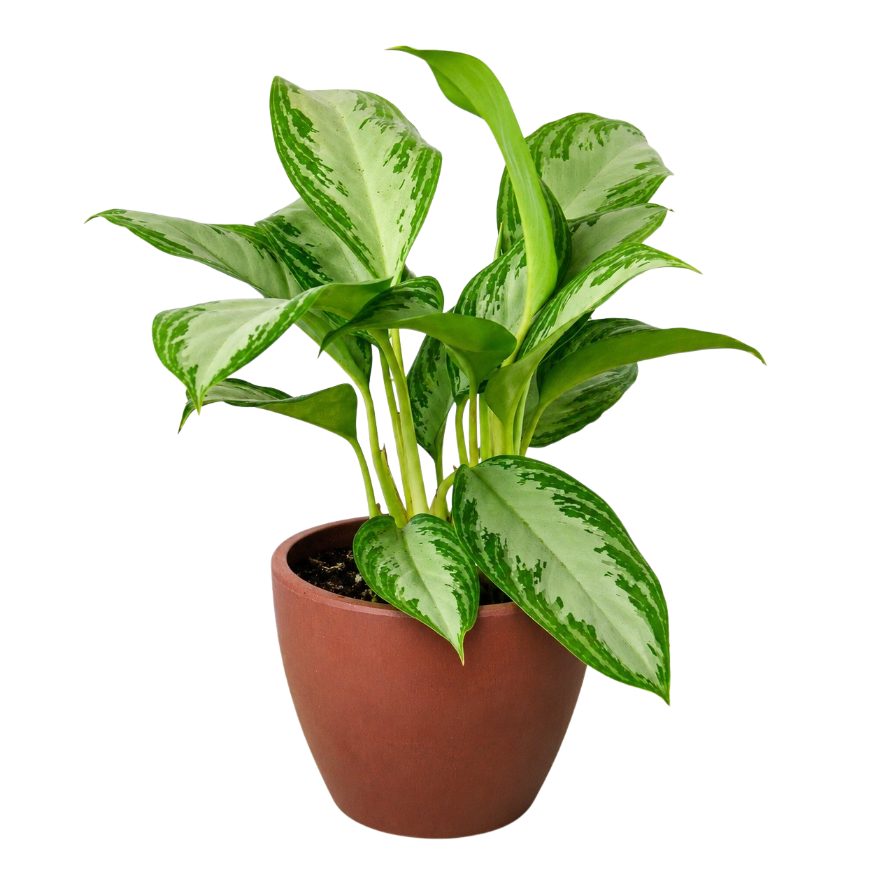 Chinese Evergreen 'Silver Bay' – view 6