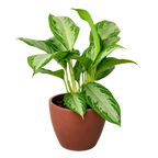 Chinese Evergreen 'Silver Bay' – view 5