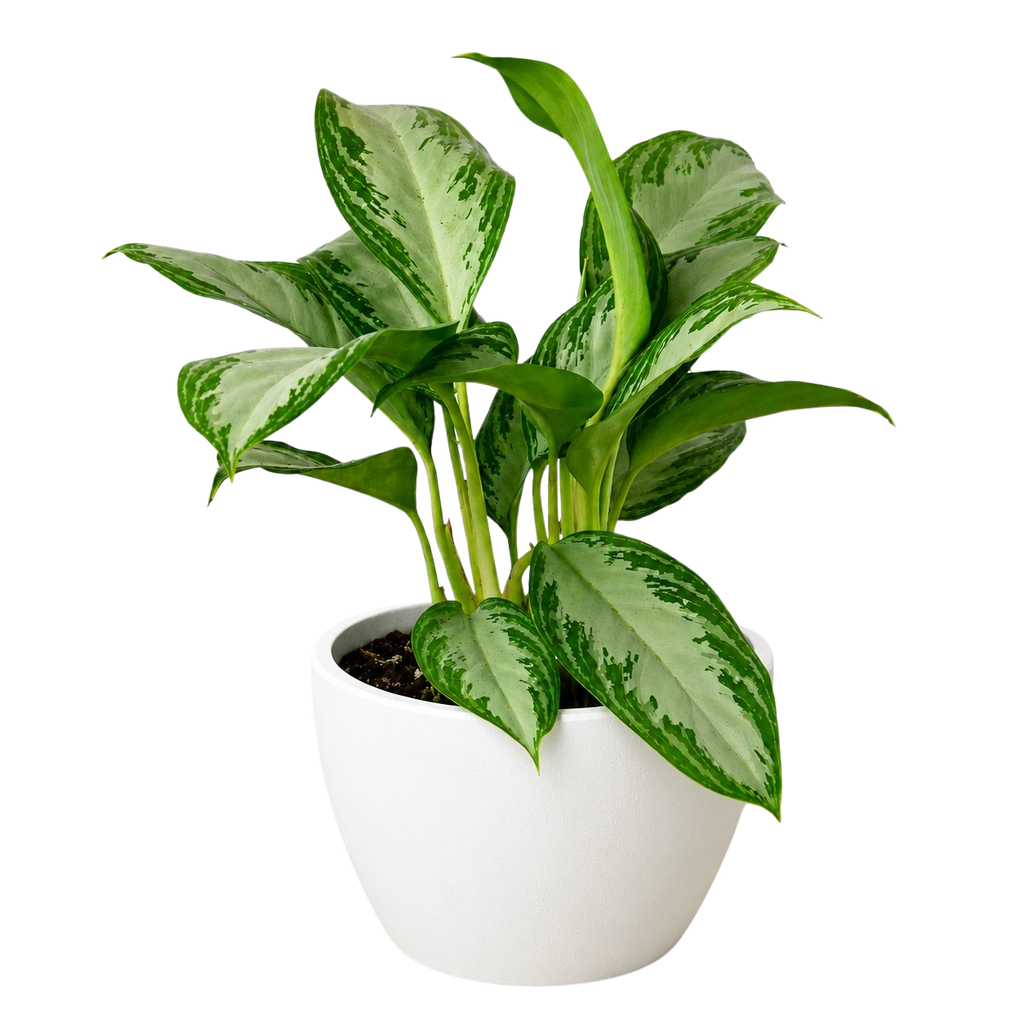 Chinese Evergreen 'Silver Bay' – view 7