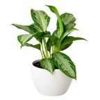 Chinese Evergreen 'Silver Bay' – view 8