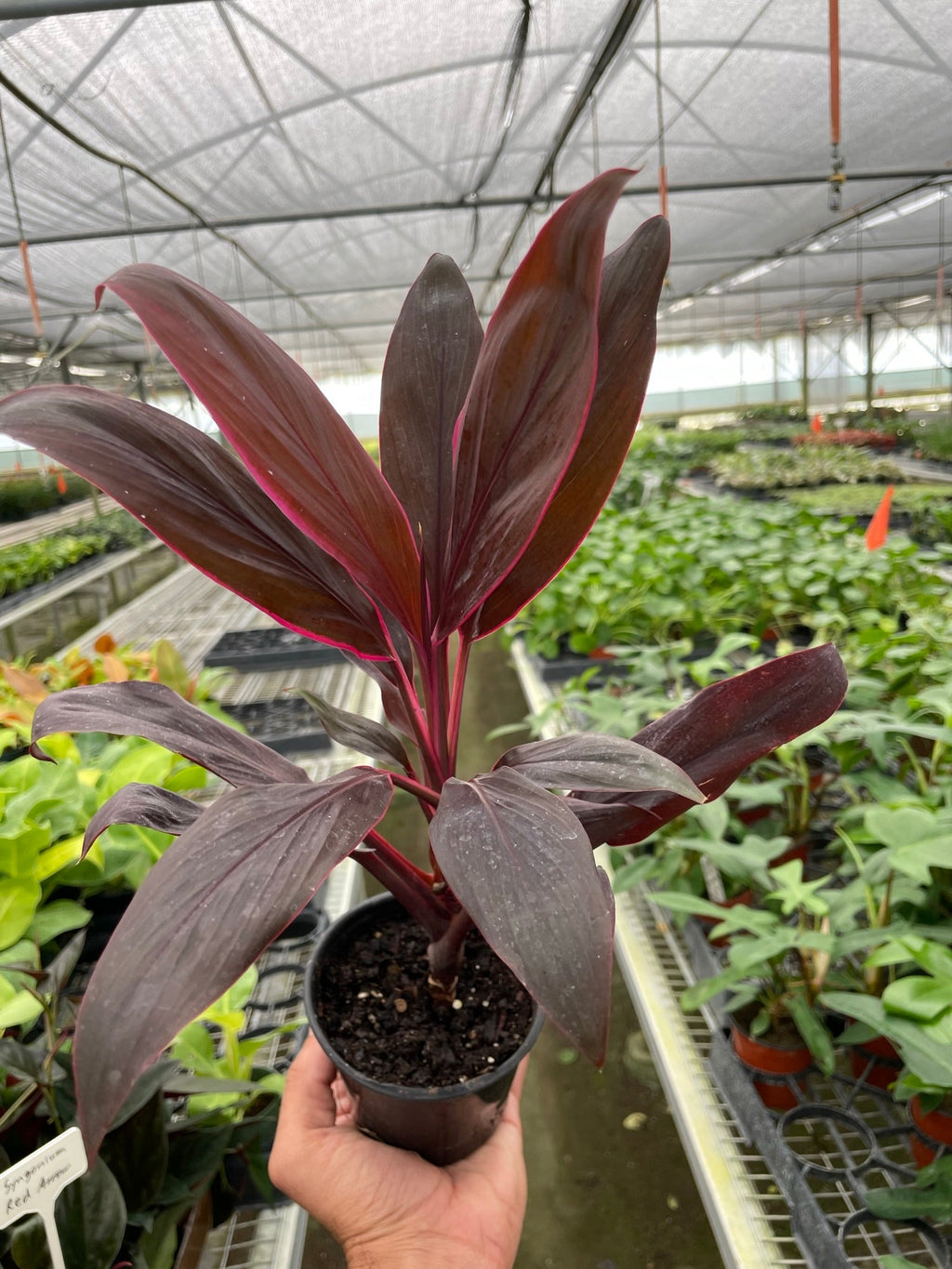 Cordyline 'Calypso Queen' – view 2
