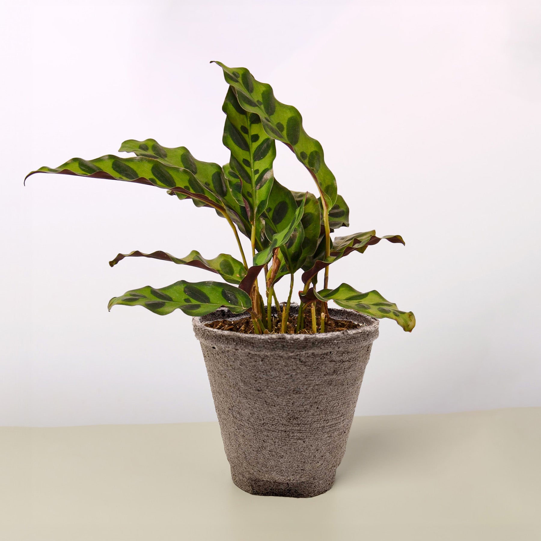 Calathea Lancifolia 'Rattlesnake' – view 8