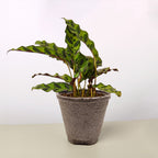Calathea Lancifolia 'Rattlesnake' – view 8