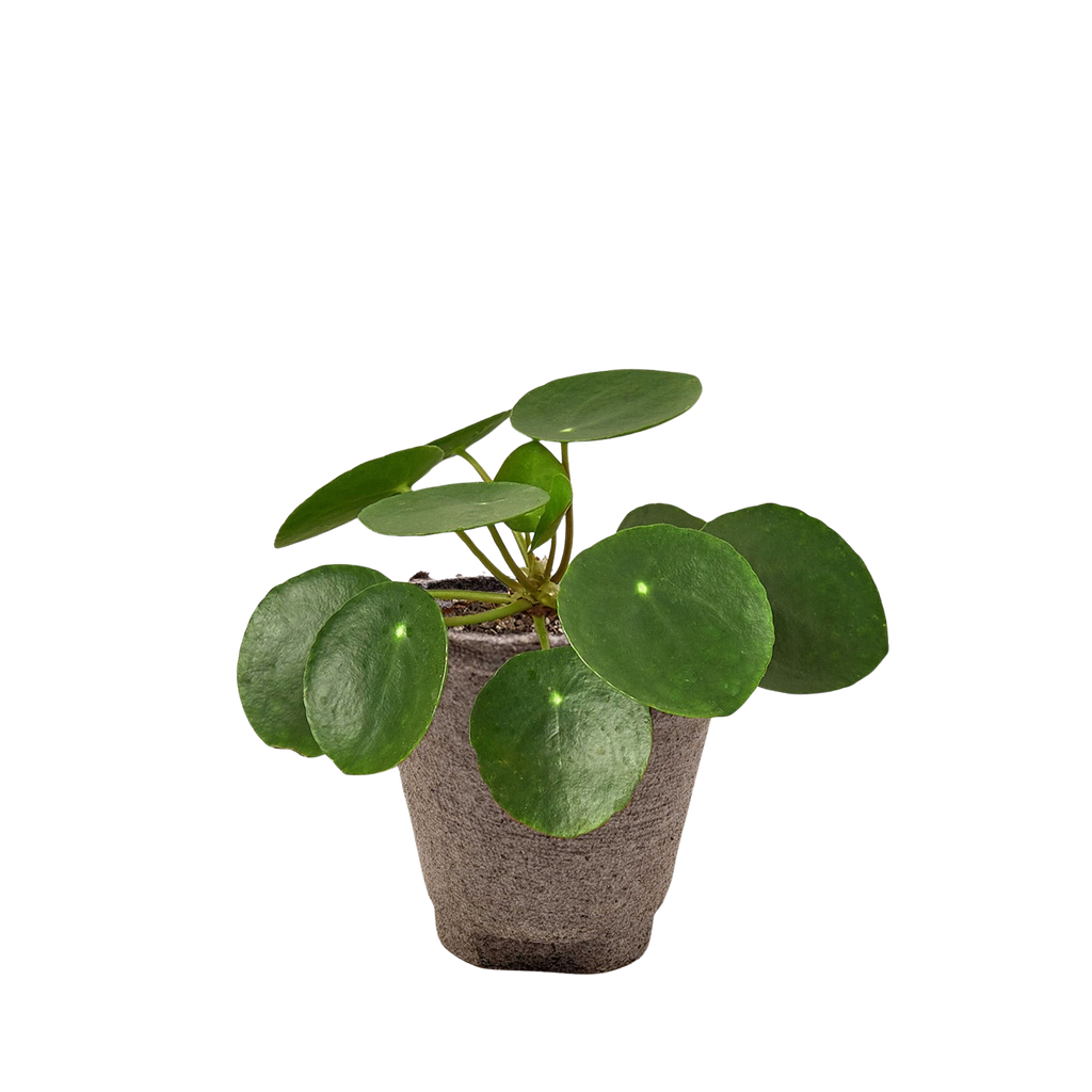 Pilea Peperomioides 'Chinese Money' – view 2