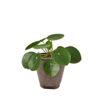 Pilea Peperomioides 'Chinese Money' – view 2
