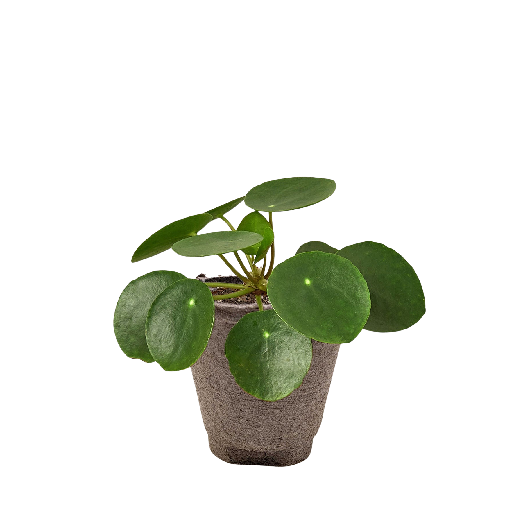 Pilea Peperomioides 'Chinese Money' – view 2