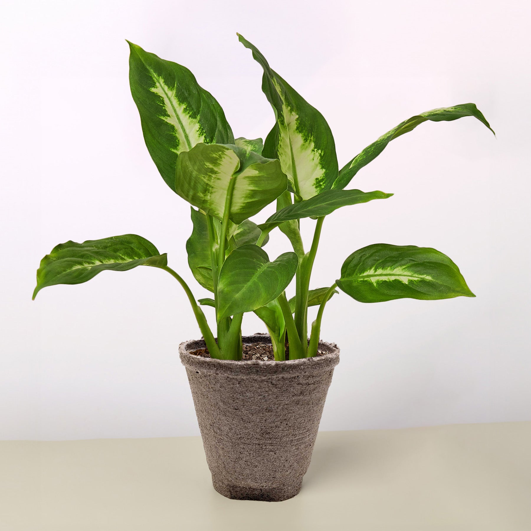 Dieffenbachia Camille – view 15