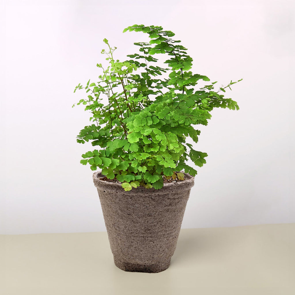 Maidenhair Fern – view 7