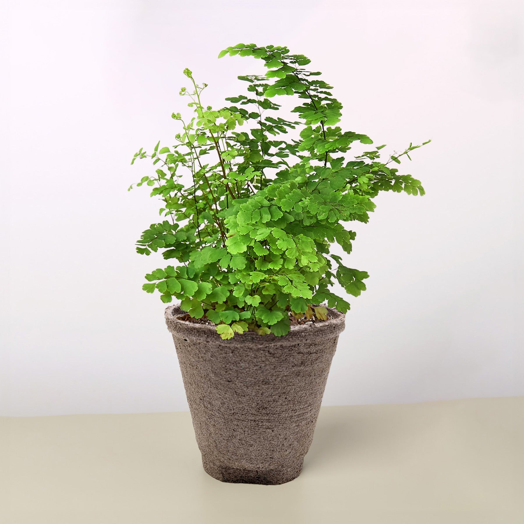 Maidenhair Fern – view 7