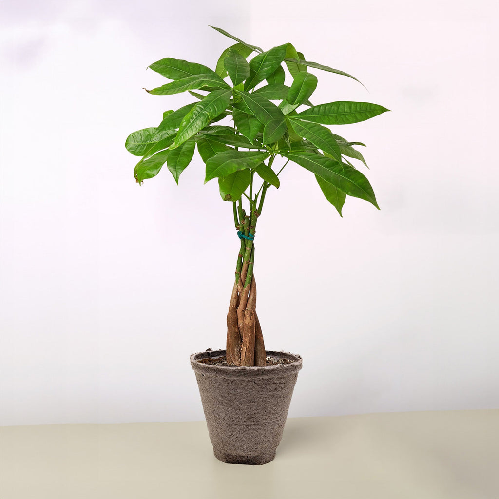 Money Tree 'Guiana Chestnut' Pachira Braid – view 11