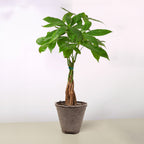 Money Tree 'Guiana Chestnut' Pachira Braid – view 11