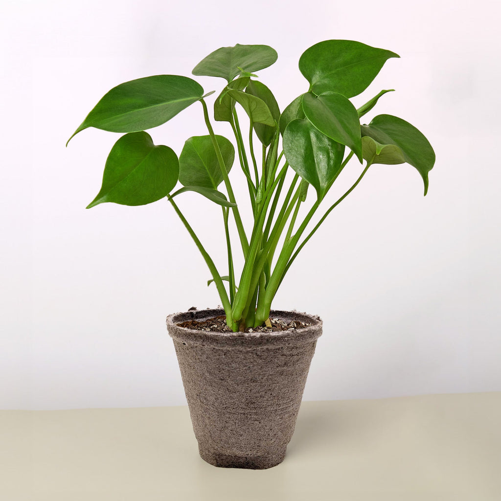 Monstera 'Split-Leaf' – view 9