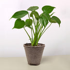 Monstera 'Split-Leaf' – view 9