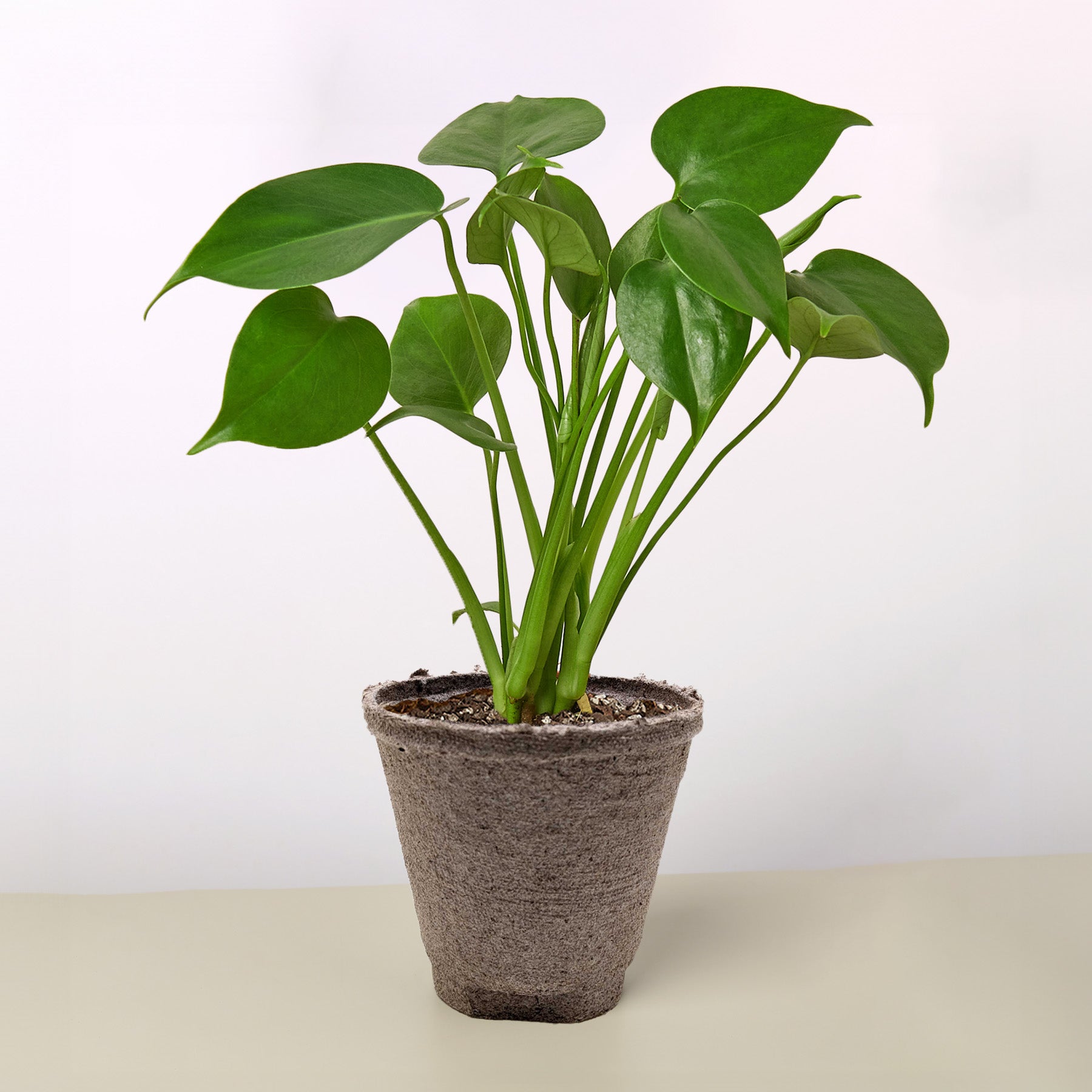 Monstera 'Split-Leaf' – view 9
