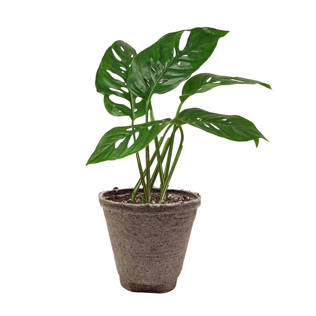 Monstera Adansonii 'Swiss Cheese' – view 12