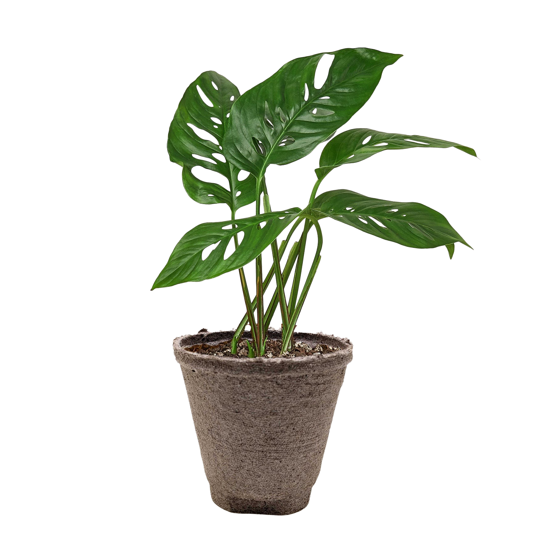Monstera Adansonii 'Swiss Cheese' – view 12