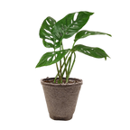 Monstera Adansonii 'Swiss Cheese' – view 12