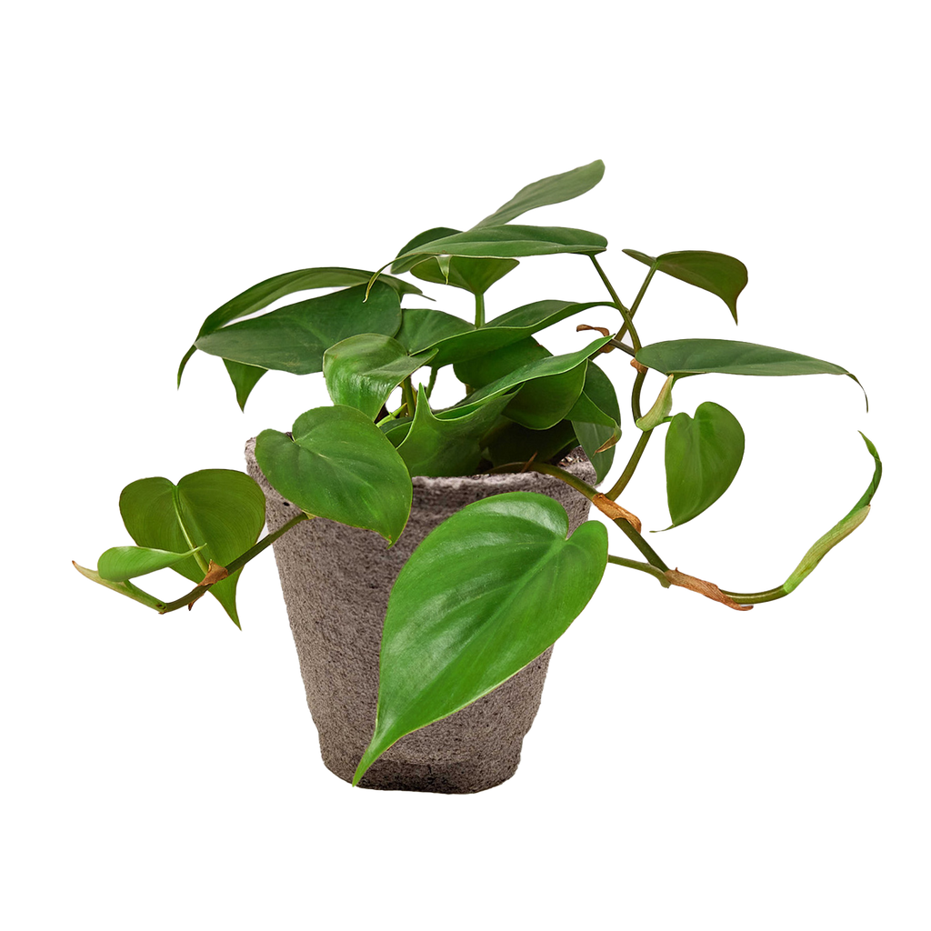 Philodendron Cordatum Heartleaf – view 15