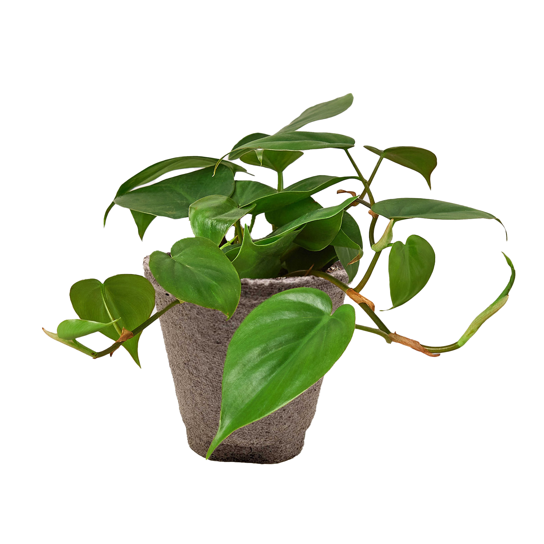Philodendron Cordatum Heartleaf – view 15